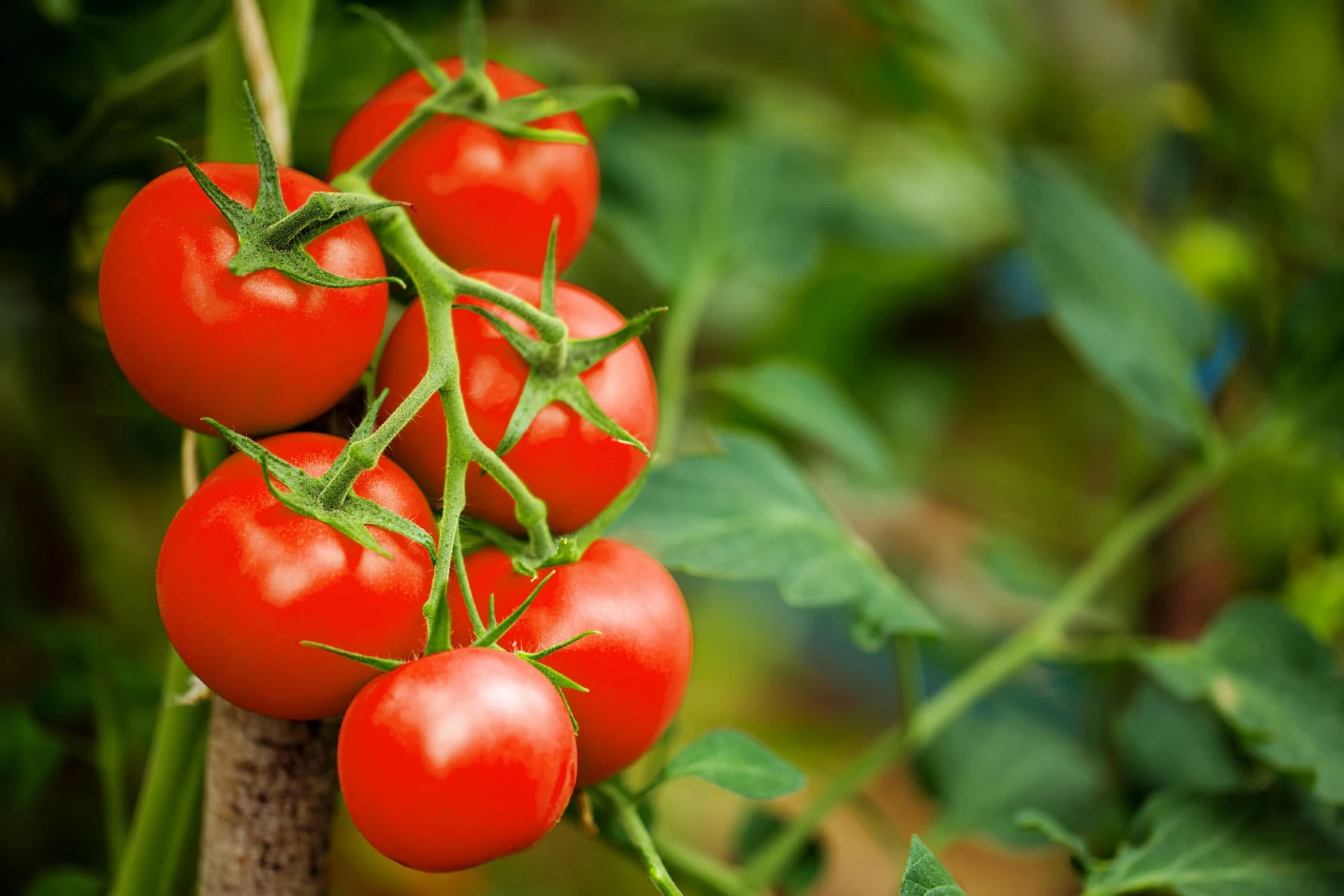 Tomates rouges sur leur grappe